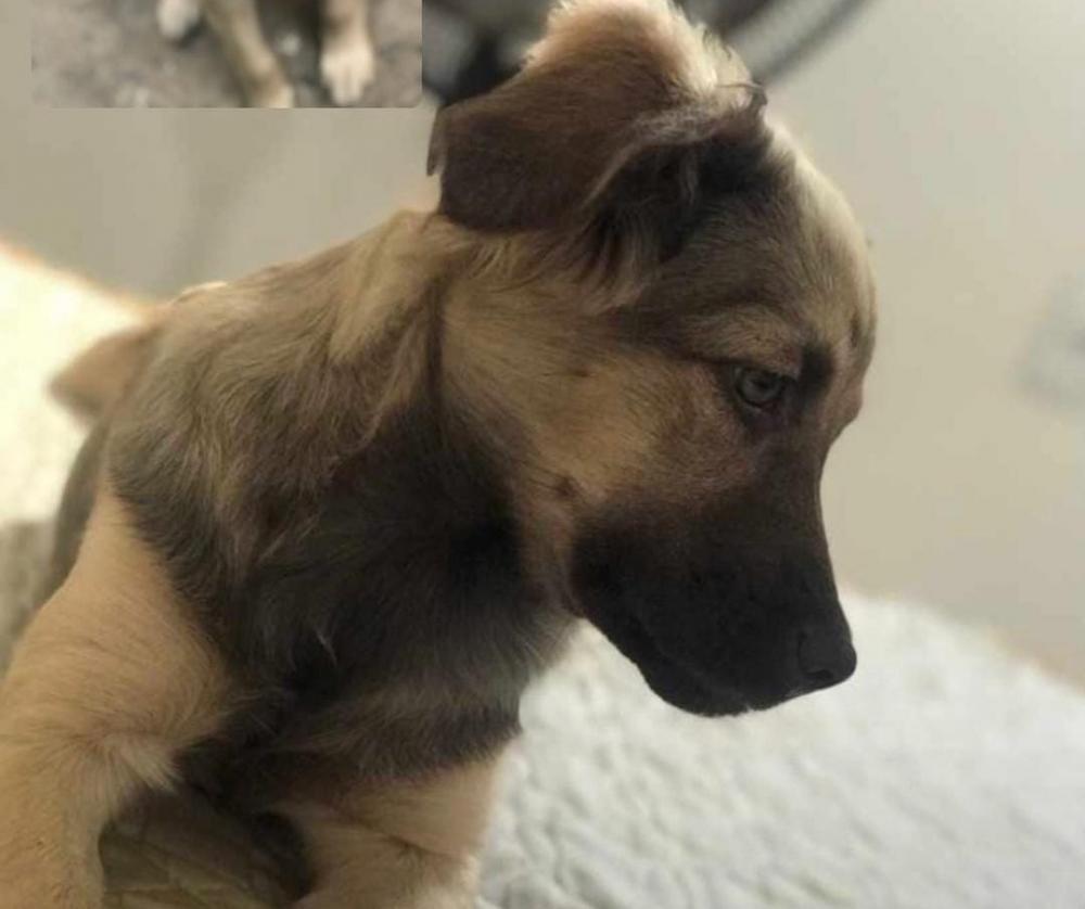 Procura-se cadela desaparecida em Pedro II