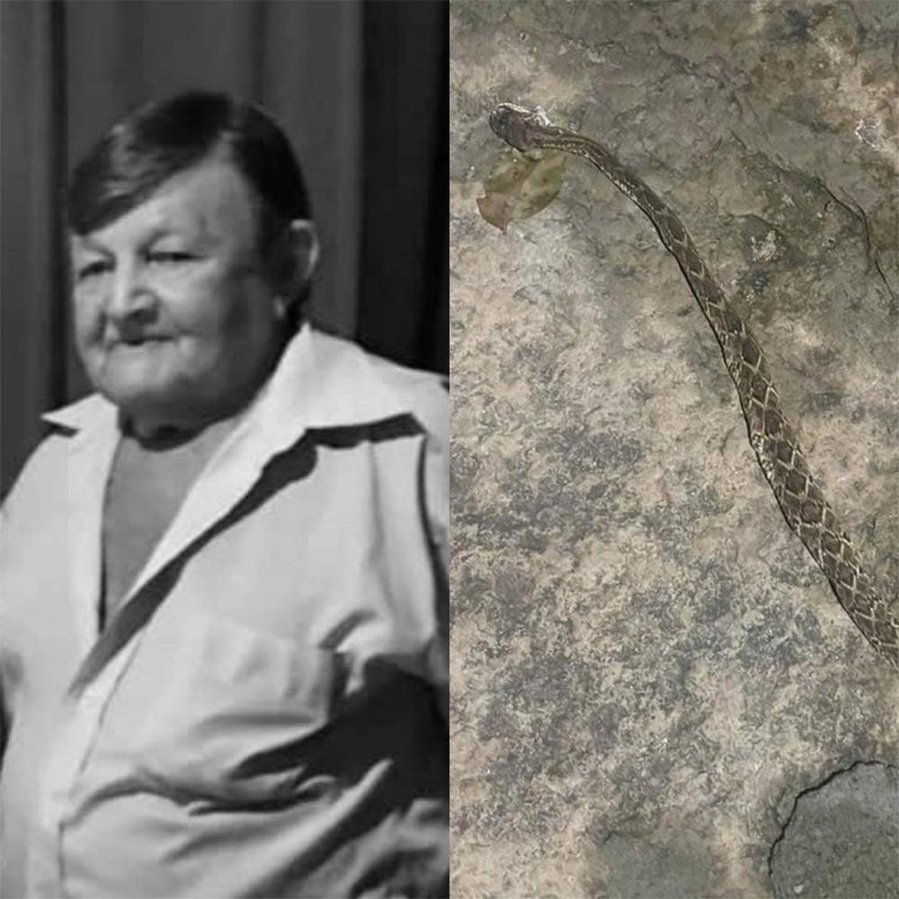 Idoso morre após picada de cobra na zona rural de Pedro II 