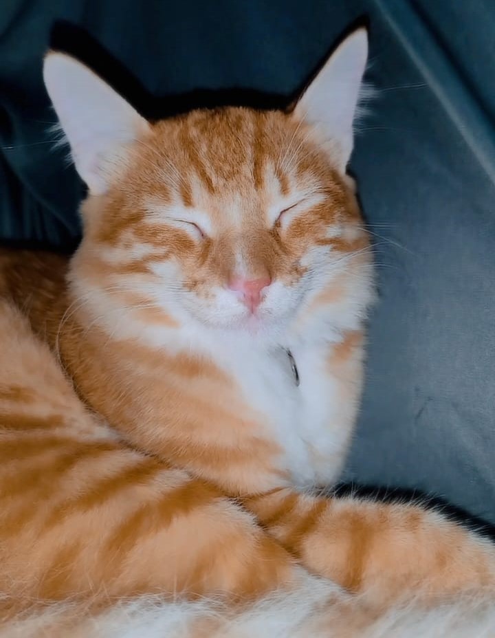 Procura-se gato de estimação desaparecido em Pedro II!