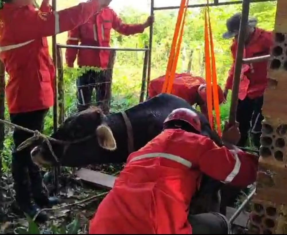 Bombeiros Civis resgatam vaca que caiu em fossa desativada em Pedro II