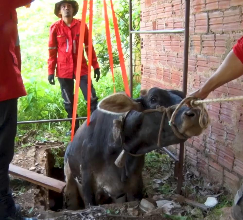 Vaca cai em fossa desativada, e é resgatada pelos bombeiros civis de Pedro II; confira!