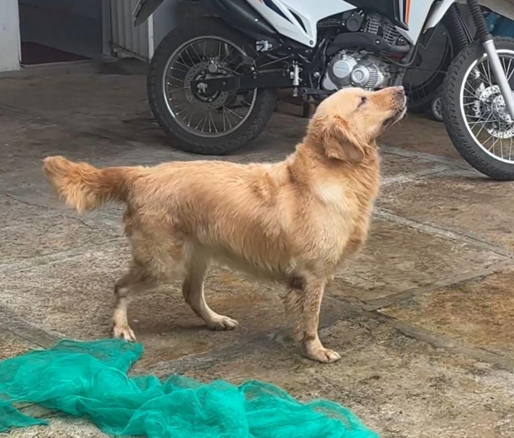 Procura-se cadela de estimação desaparecida em Pedro II