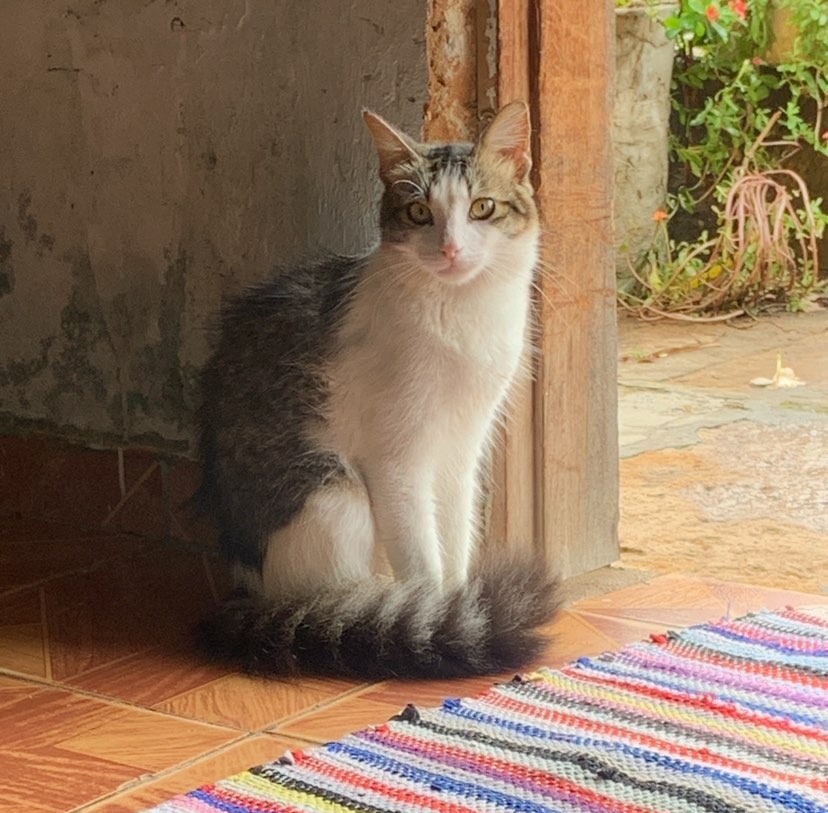Procura-se gato de estimação desaparecido em Pedro II