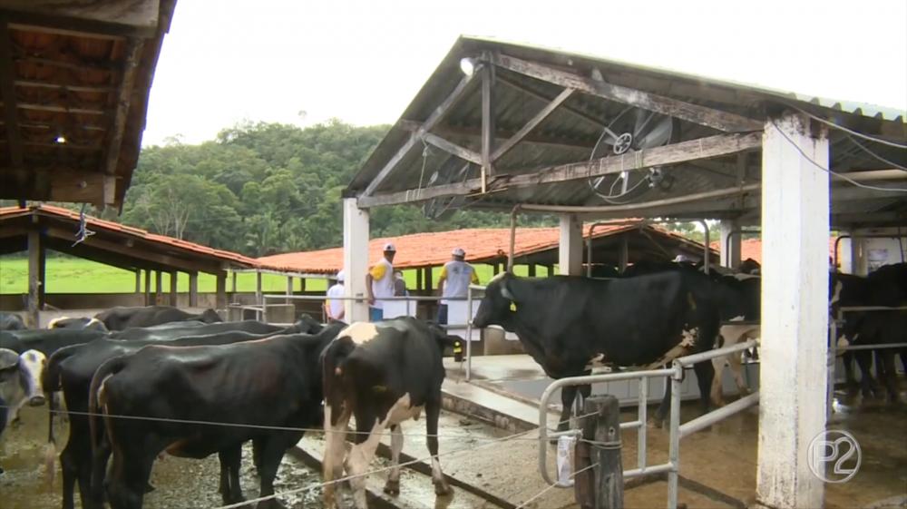 Entrevista com o veterinário da Adapi, Kelme Lemos, falando sobre a antecipação da campanha de vacinação contra a febre aftosa; confira!