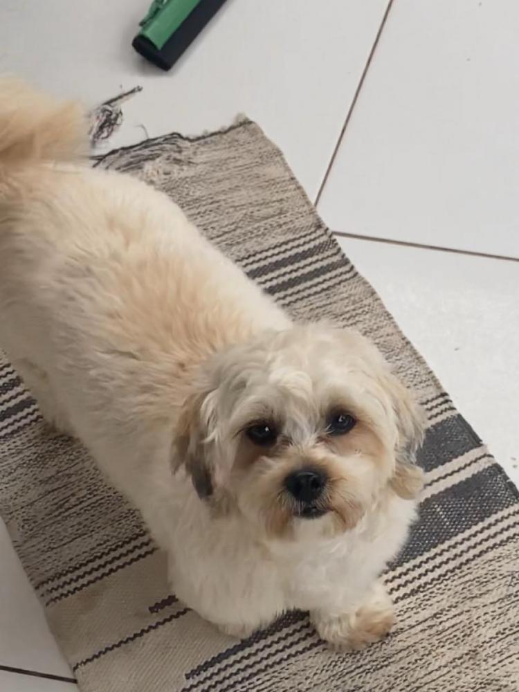 Procura-se cadela de estimação desaparecida em Pedro II