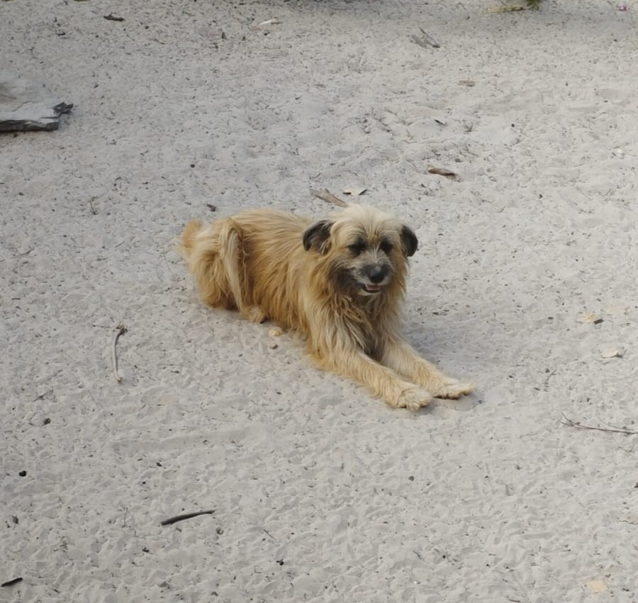 Procura-se cachorro de estimação desaparecido em Pedro II