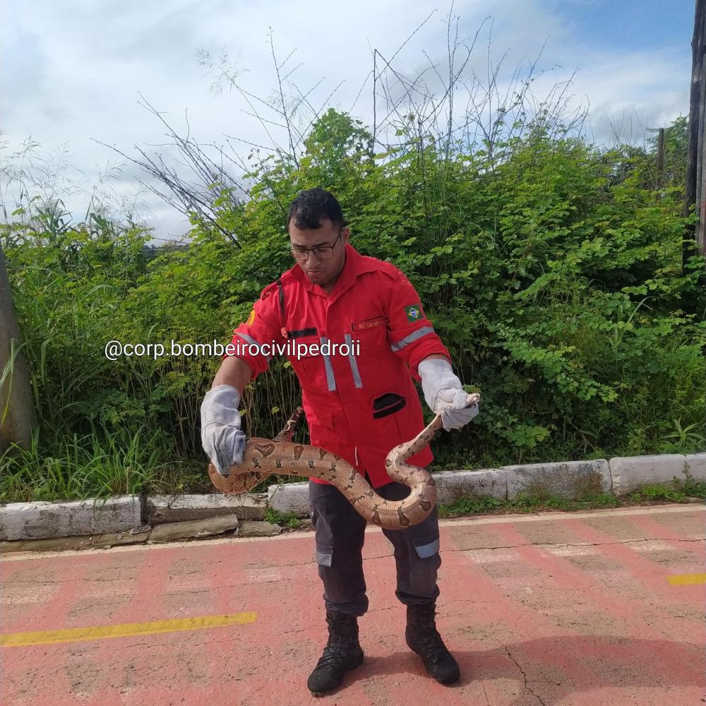 Bombeiros Civis resgatam cobra próximo ao açude Joana em Pedro II