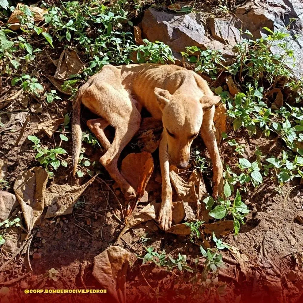 Bombeiros Civis resgatam cão após 22 dias preso em buraco de 15 metros em Pedro II