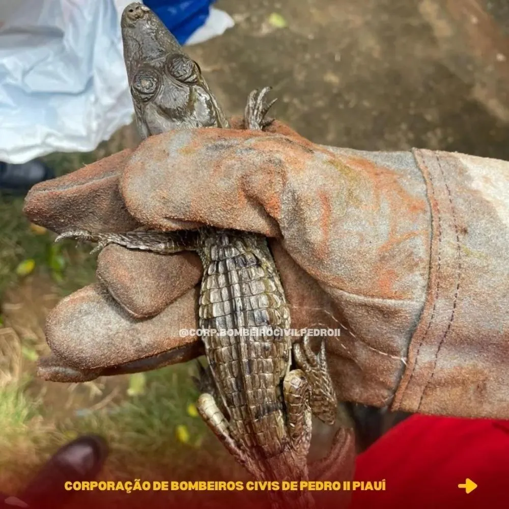 Filhote de jacaré é resgatado dentro de uma residência na zona rural de Pedro II