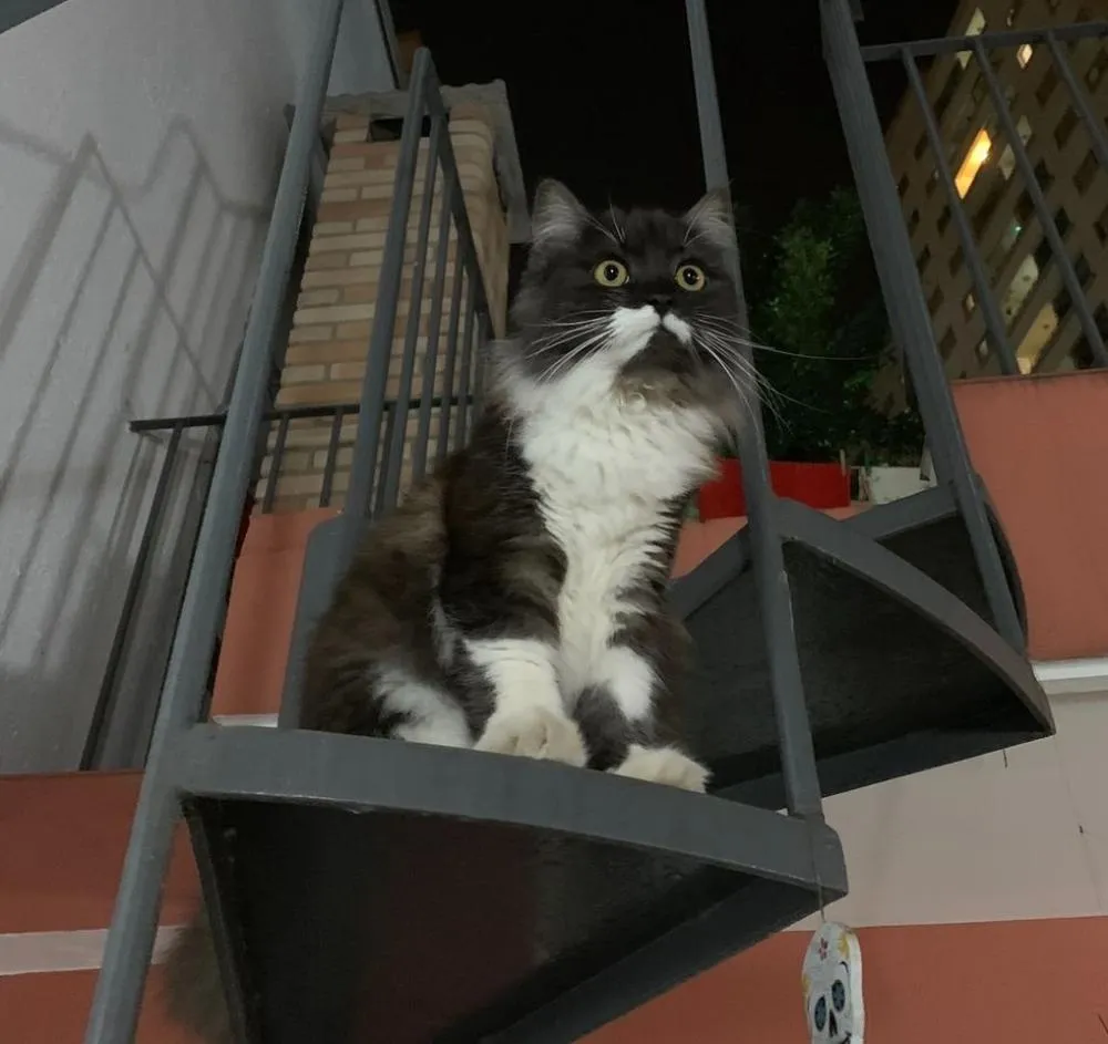 Procura-se gata de estimação desaparecida em Pedro II