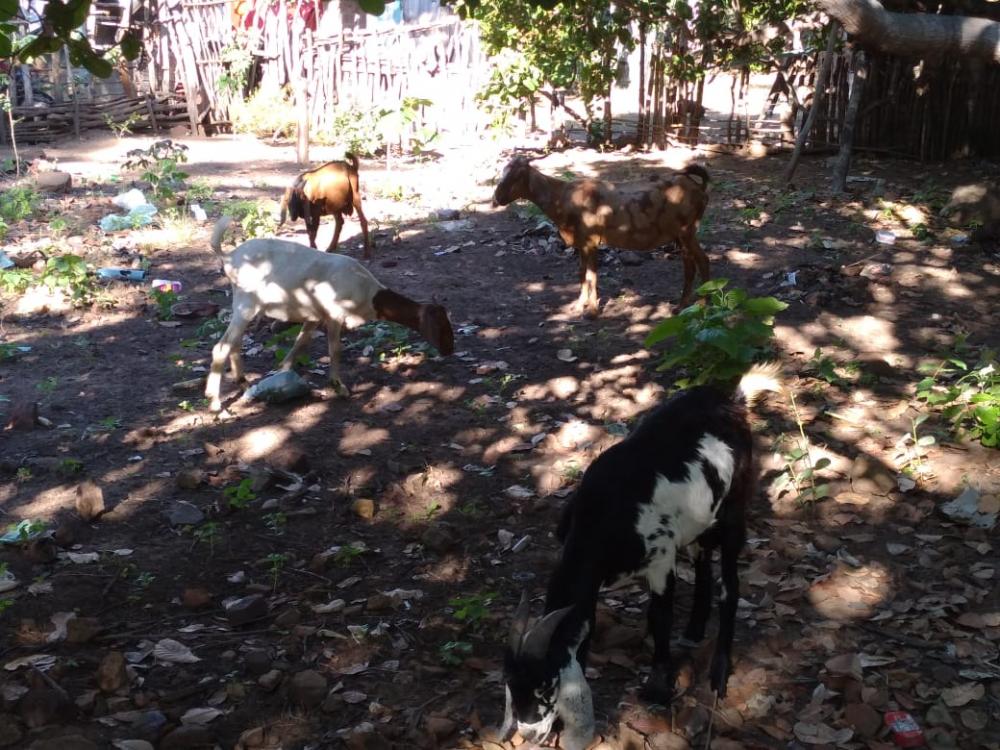Animais são “abandonados” na zona rural de Pedro II e a suspeita é de que sejam oriundos de furto 