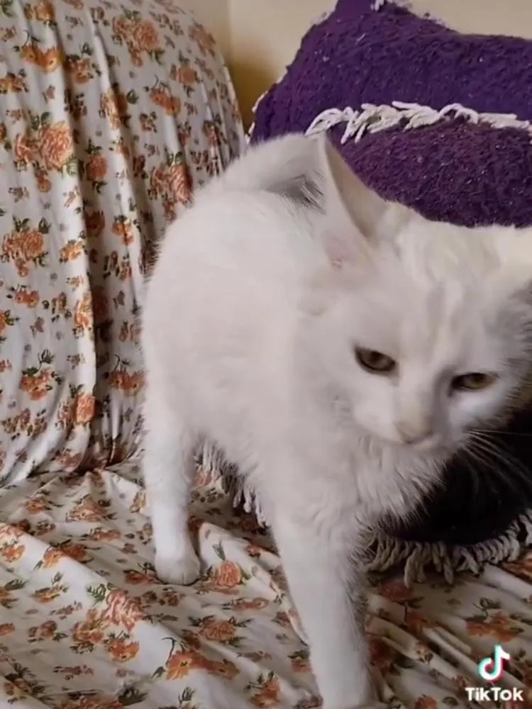 Procura-se gata de estimação desaparecida em Pedro II