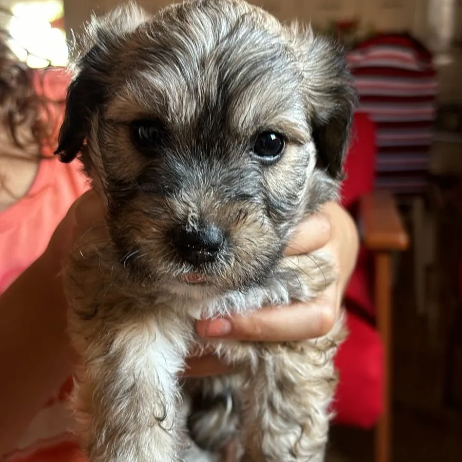 Procura-se cadela filhote desaparecida em Pedro II