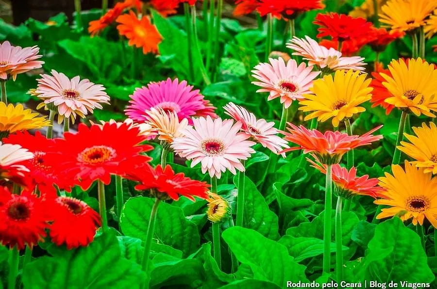 Pedro II ganhará polo de produção de flores tropicais