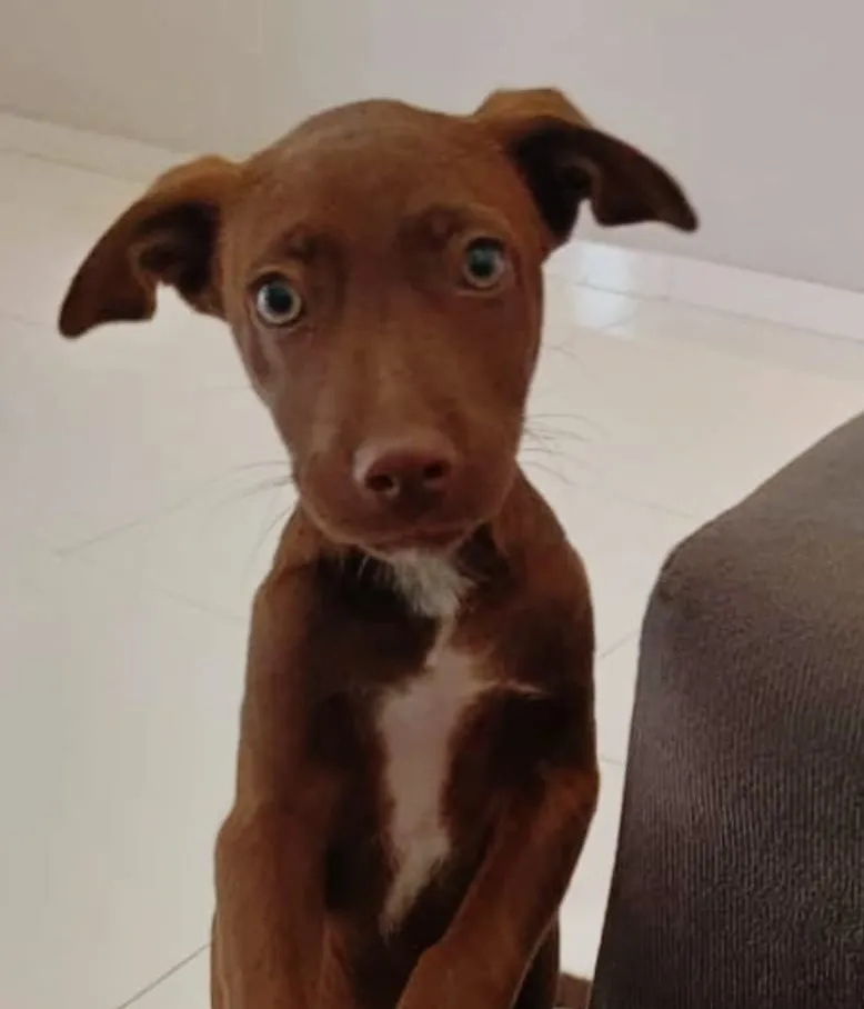 Procura-se cachorro desaparecido em Pedro II