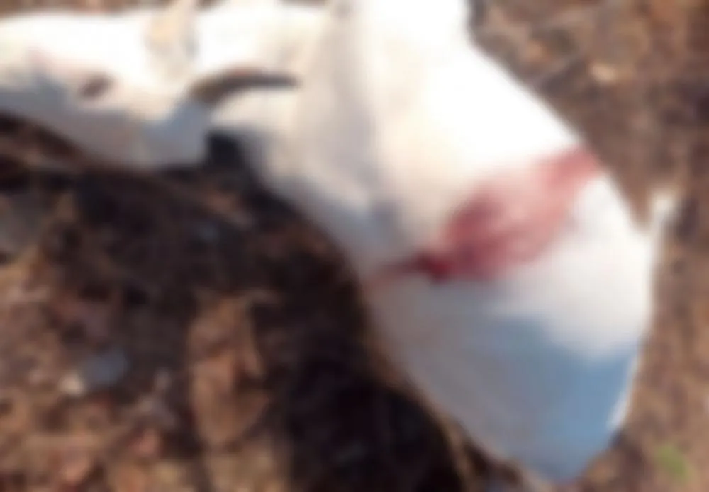 Vaca gestante é morta a facadas em Milton Brandão; suspeito teria tentado retirar bezerro do útero