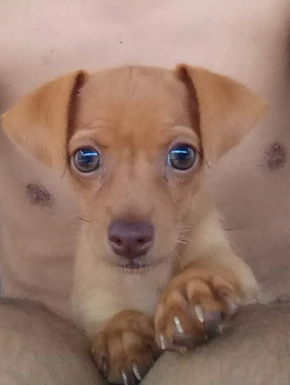 Procura-se cadela desaparecida em Pedro II