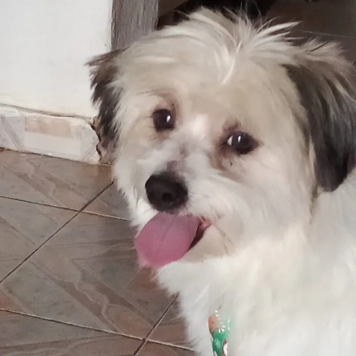 Procura-se cachorro desaparecido em Pedro II