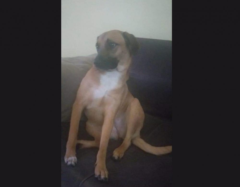 Família procura por cadela de estimação que desapareceu em Pedro II 