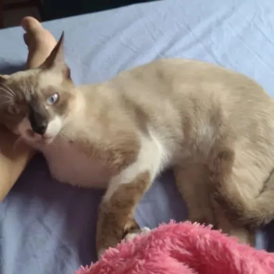 Procura-se gato desaparecido em Pedro II