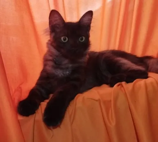 Procura-se gato desaparecido em Pedro II