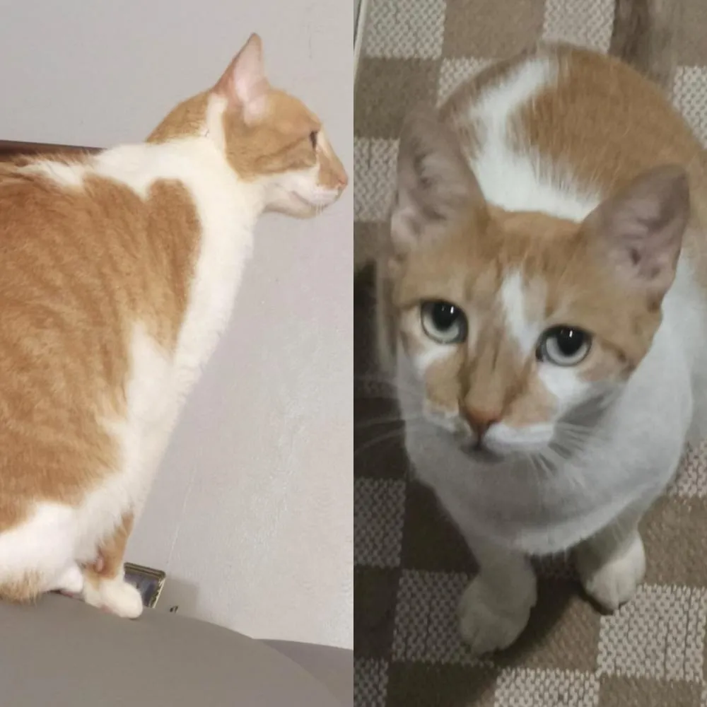 Procura-se gata de estimação desaparecida em Pedro II