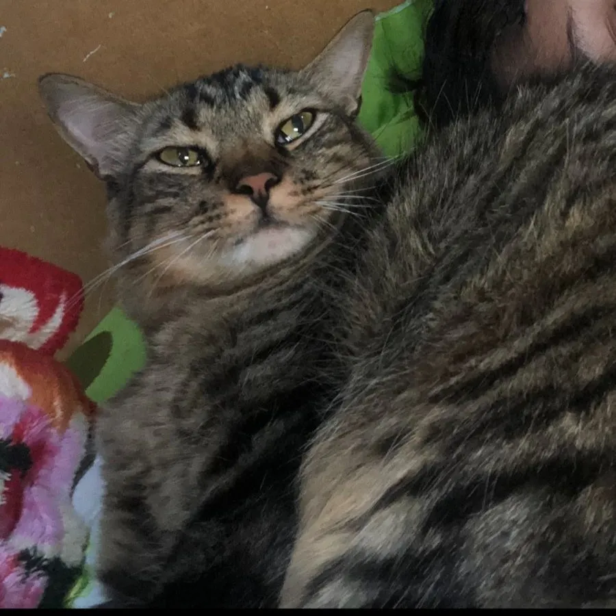 Procura-se gato desaparecido em Pedro II