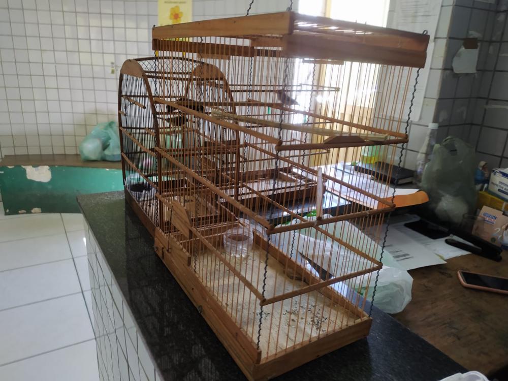 Operação Policial apreende drogas, pássaros silvestres e pessoas são detidas na delegacia de policia civil de Pedro II