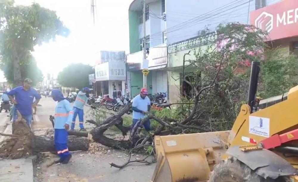 Árvore cai em avenida, atinge motocicletas e prejudica trânsito no Centro de Pedro II 