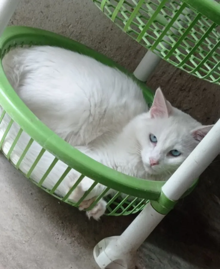 Procura-se gato de estimação desaparecido em Pedro II