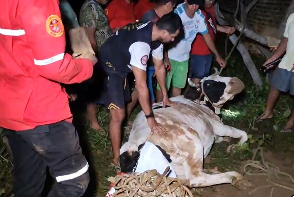 Vaca cai em fossa e é retirada por populares e bombeiros civis de Pedro II; veja vídeo do resgate