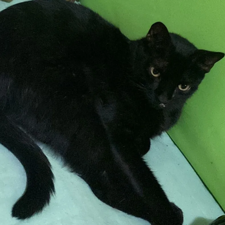 Procura-se gato de estimação desaparecido em Pedro II