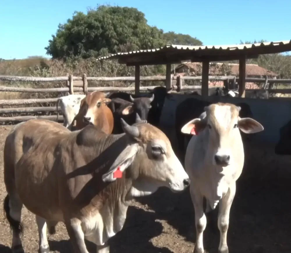 Fazenda Santana se destaca na criação de gado, para oferecer carne de qualidade no Frigorifico São José em Pedro II; Confira