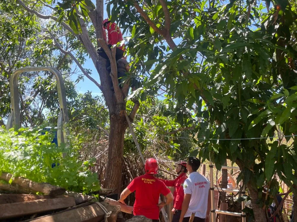 Homem é resgatado após ficar preso em árvore na zona rural de Pedro II